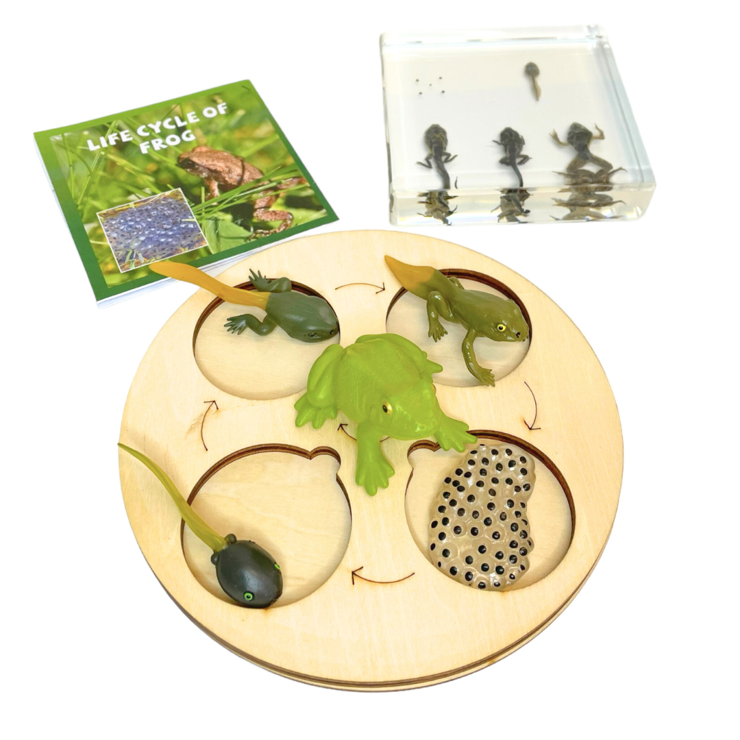 Frog Lifecycle Life Cycle Epoxy Specimens in Resin Kids Learning Material - HAPPY GUMNUT
