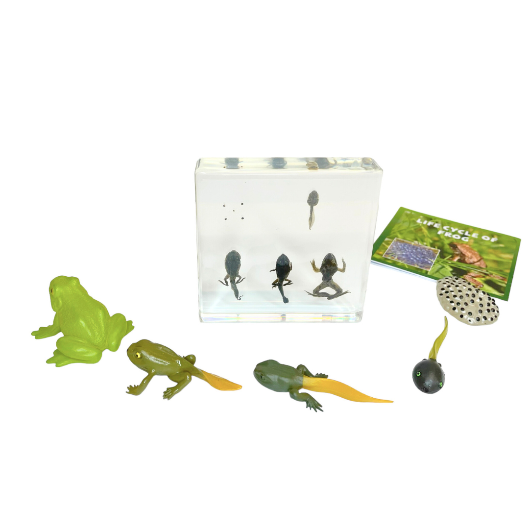 Frog Lifecycle Life Cycle Epoxy Specimens in Resin Kids Learning Material - HAPPY GUMNUT