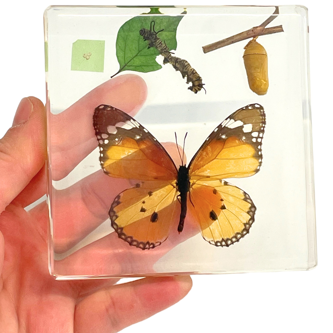 Butterfly Lifecycle Life Cycle Epoxy Specimens in Resin Kids Learning Material