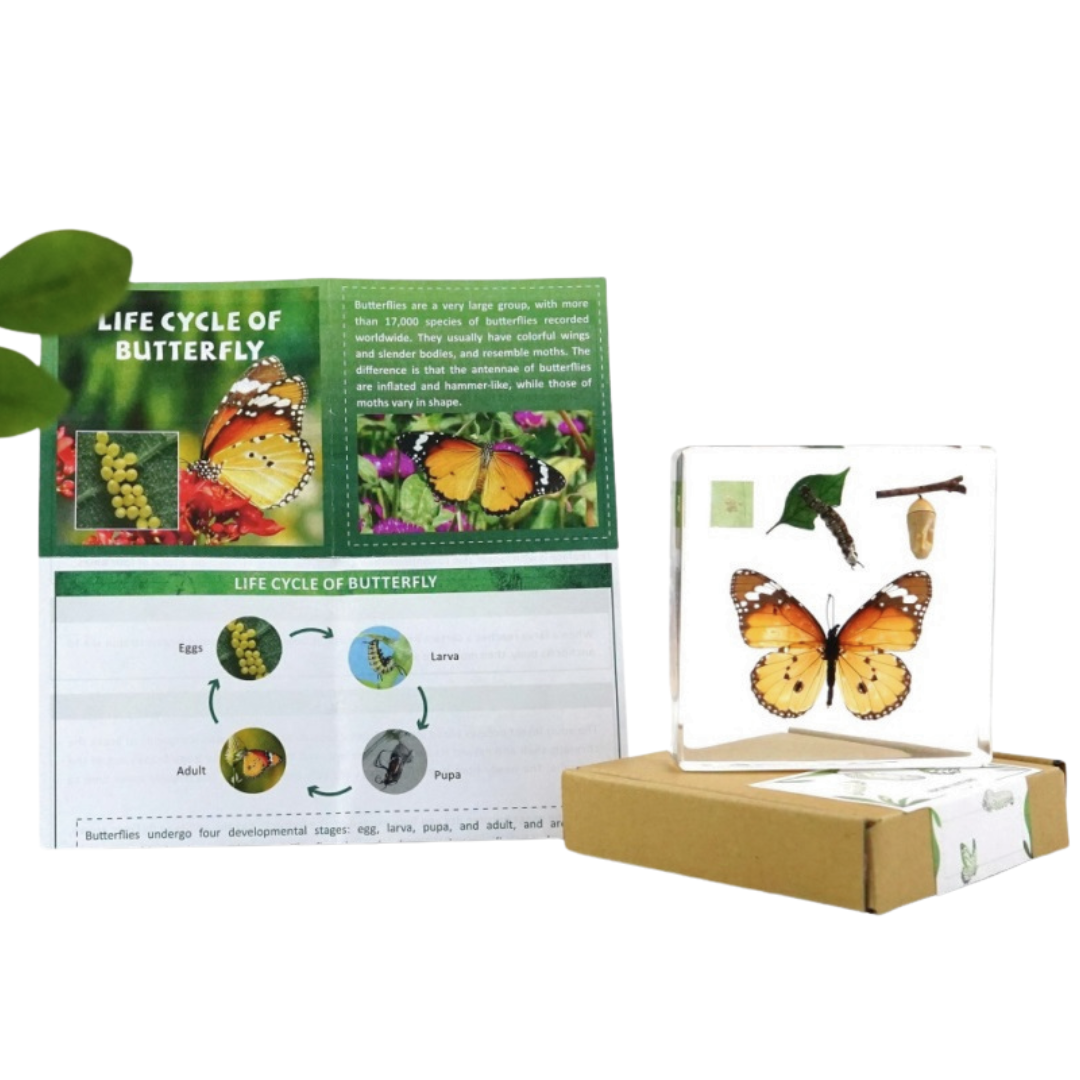 Butterfly Lifecycle Life Cycle Epoxy Specimens in Resin Kids Learning Material
