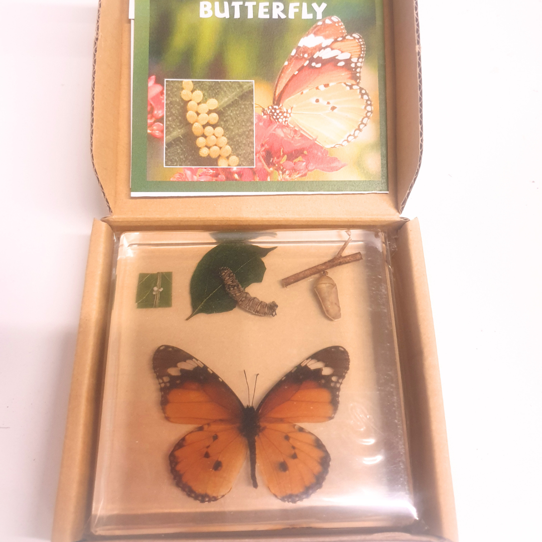Butterfly Lifecycle Life Cycle Epoxy Specimens in Resin Kids Learning Material