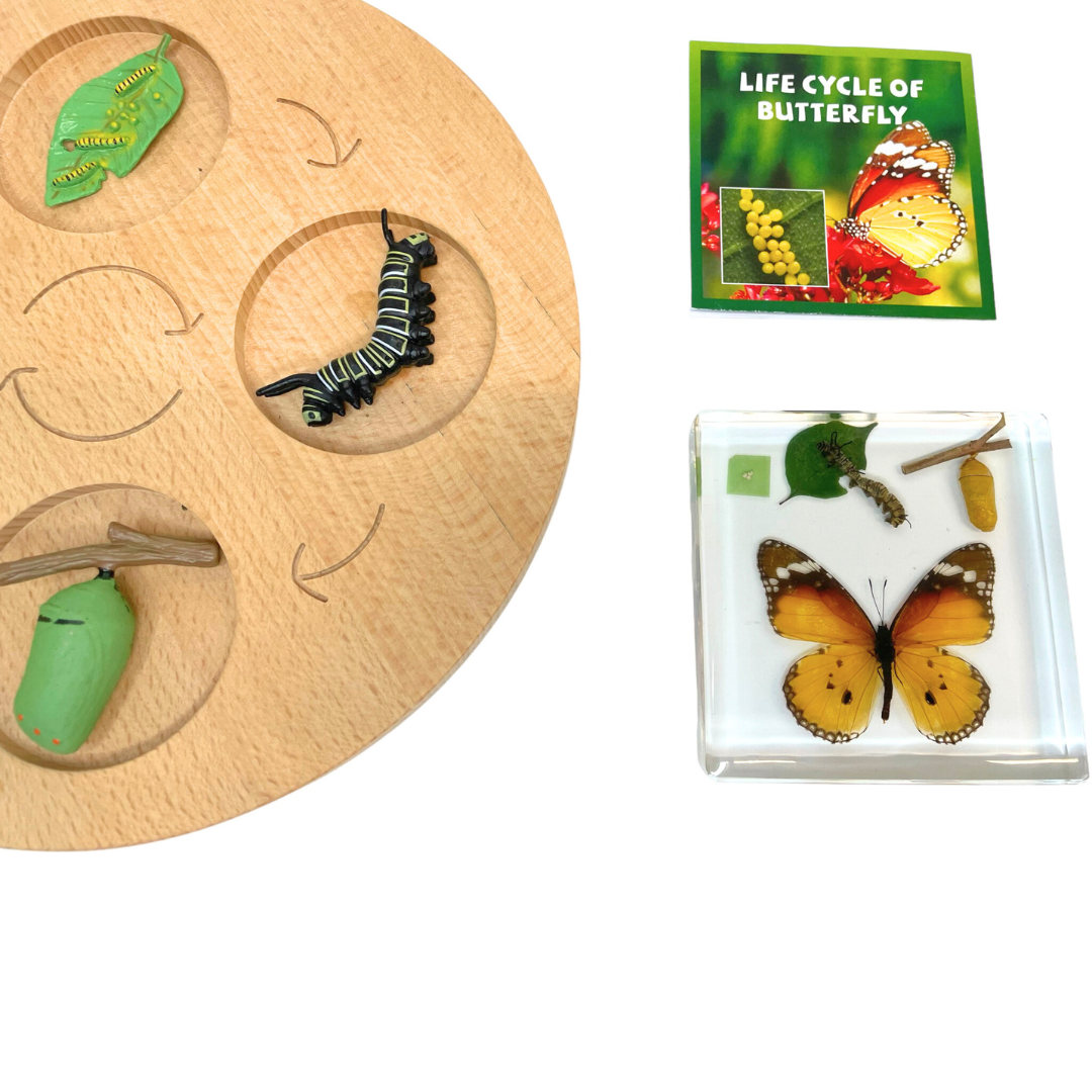 Butterfly Lifecycle Life Cycle Epoxy Specimens in Resin Kids Learning Material