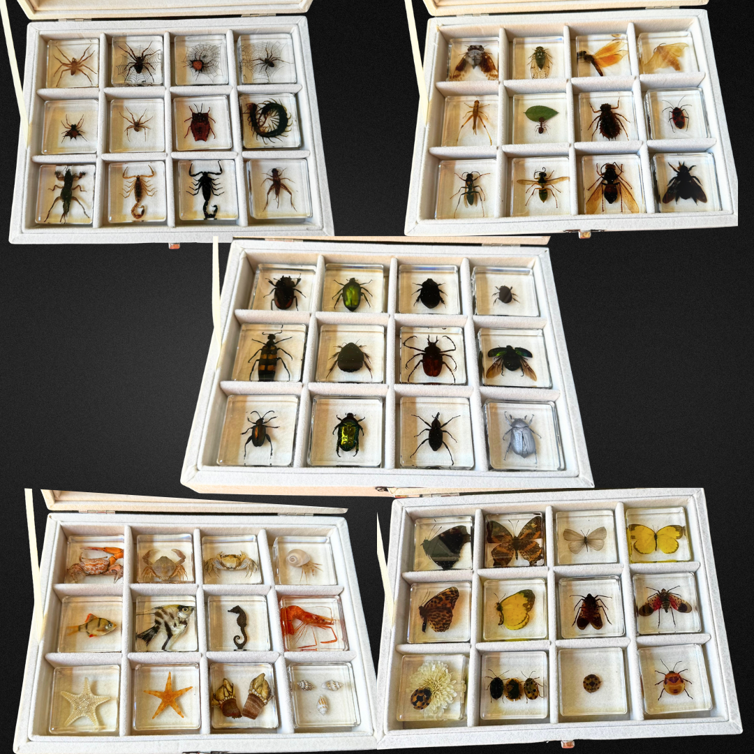12 Real Bugs Insects Resin Blocks Animal Specimens Epoxy Butterfly Bee Spider Gift Set Collection Customize your 12! - HAPPY GUMNUT