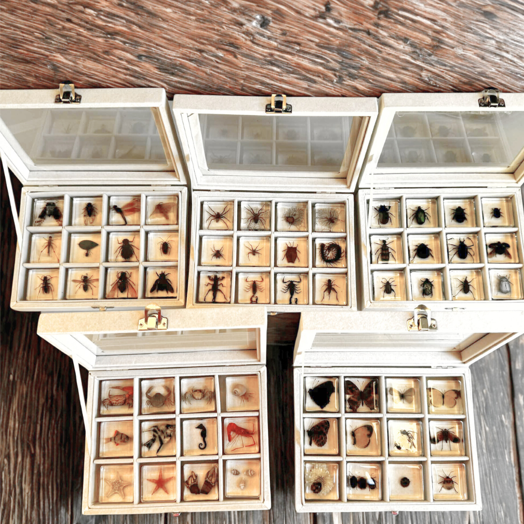 60 Real Animal Specimens in Resins Bundle with 5 display Boxes 60 Unique insect and animals Gift Pack