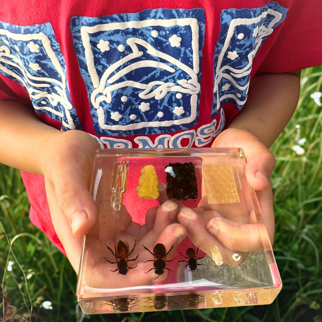 Honeybee Lifecycle Bee Life Cycle Epoxy Specimens in Resin Kids Learning Material - HAPPY GUMNUT