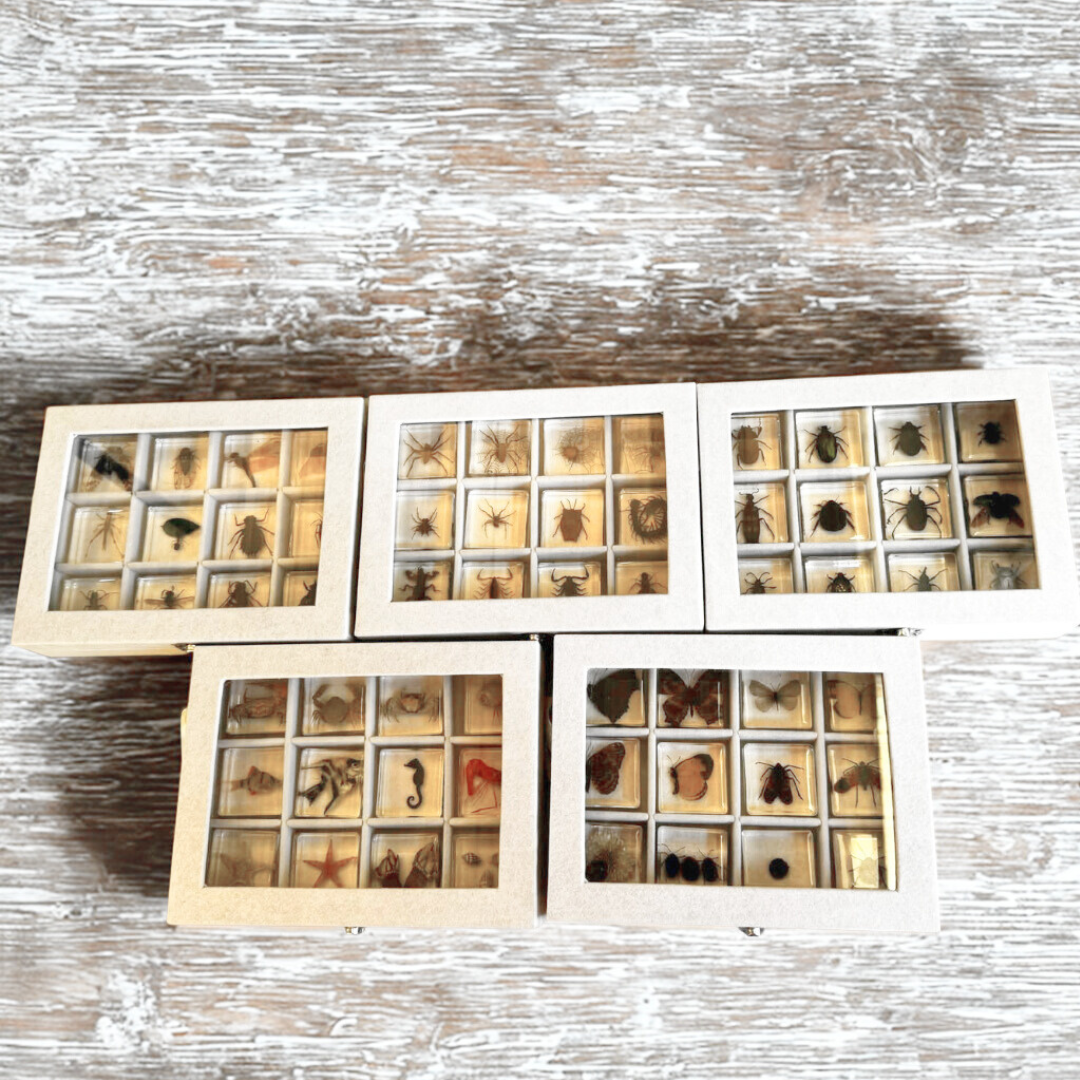 60 Real Animal Specimens in Resins Bundle with 5 display Boxes 60 Unique insect and animals Gift Pack