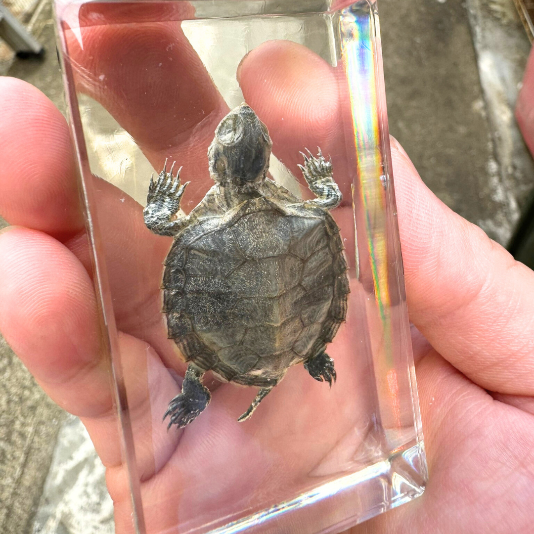 Turtle Specimen In Epoxy Resin Block "Factory Second" - HAPPY GUMNUT