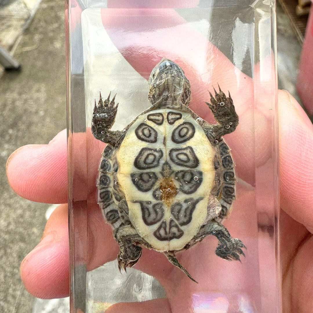 Turtle Specimen In Epoxy Resin Block "Factory Second" - HAPPY GUMNUT