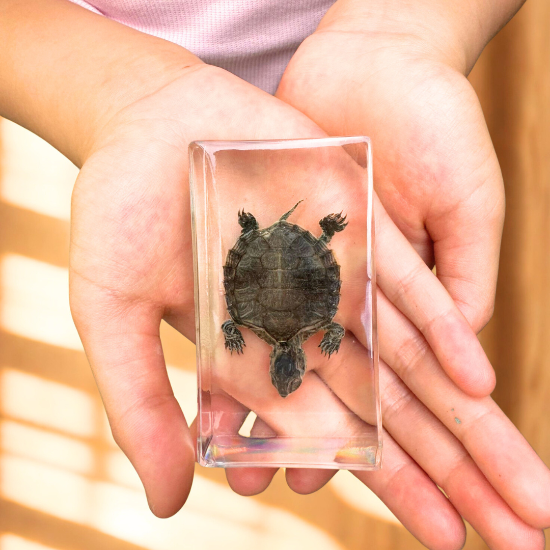 Turtle Specimen In Epoxy Resin Block "Factory Second" - HAPPY GUMNUT