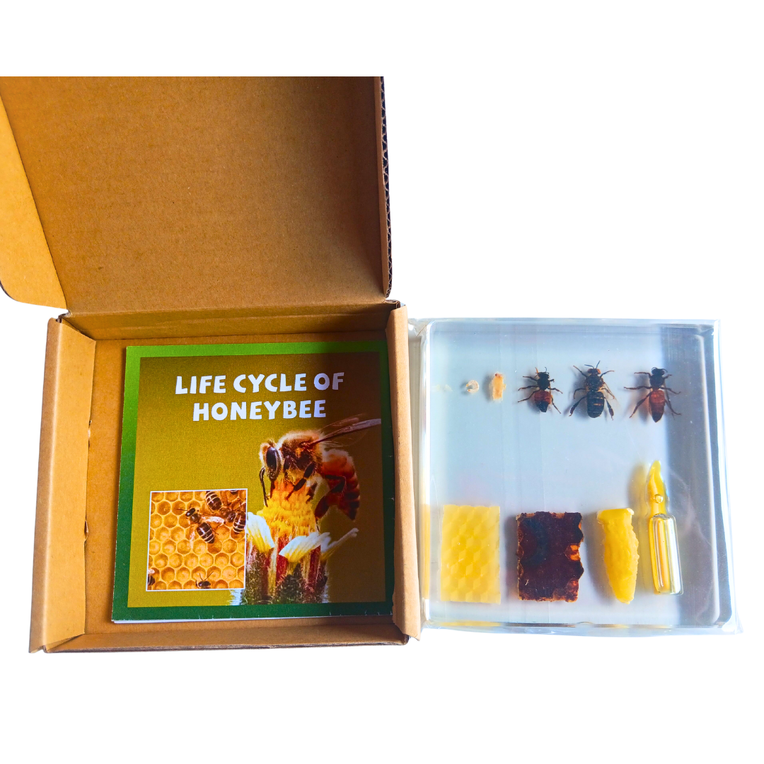 Honeybee Lifecycle Bee Life Cycle Epoxy Specimens in Resin Kids Learning Material - HAPPY GUMNUT