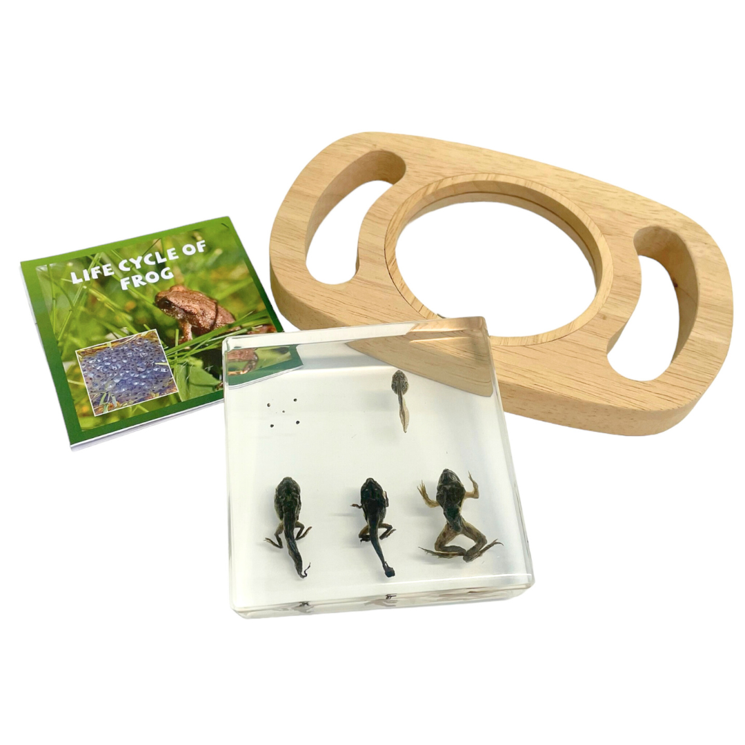 Frog Lifecycle Life Cycle Epoxy Specimens in Resin Kids Learning Material - HAPPY GUMNUT