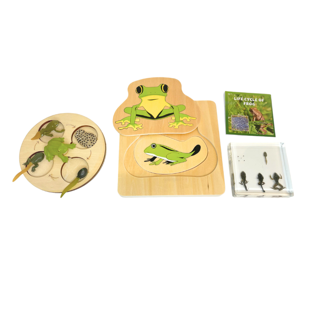 Frog Lifecycle Life Cycle Epoxy Specimens in Resin Kids Learning Material - HAPPY GUMNUT