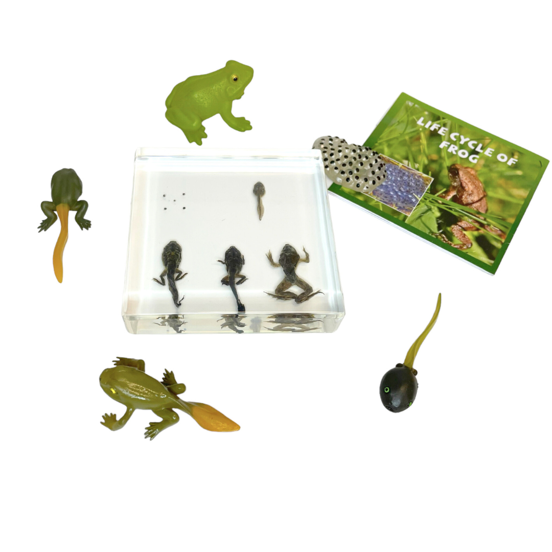 Frog Lifecycle Life Cycle Epoxy Specimens in Resin Kids Learning Material - HAPPY GUMNUT