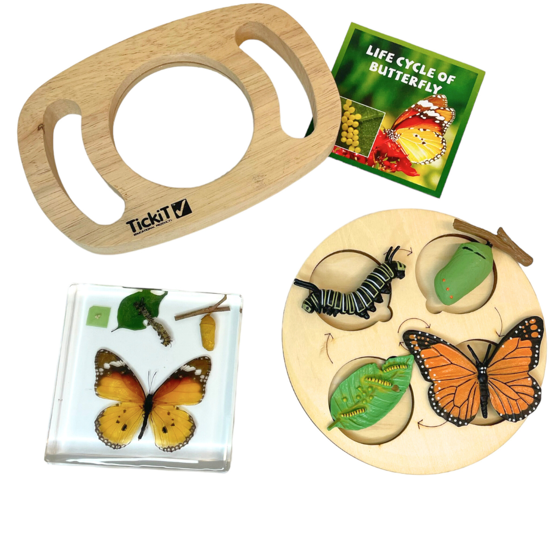 Butterfly Lifecycle Life Cycle Epoxy Specimens in Resin Kids Learning Material