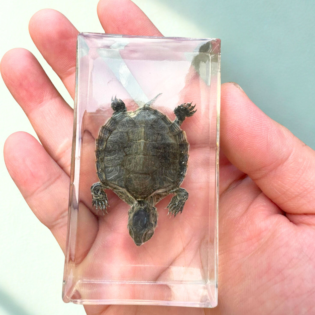 Turtle Specimen In Epoxy Resin Block "Factory Second" - HAPPY GUMNUT