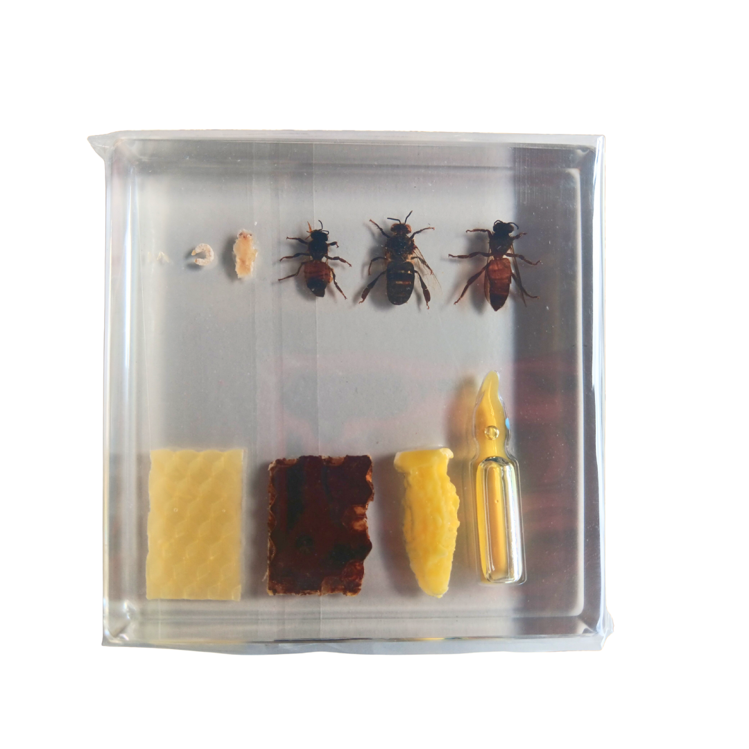 Honeybee Lifecycle Bee Life Cycle Epoxy Specimens in Resin Kids Learning Material - HAPPY GUMNUT