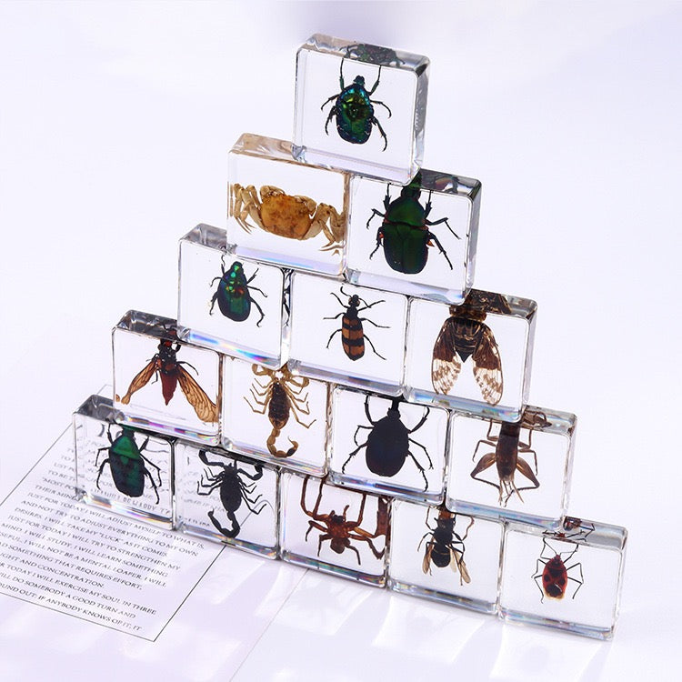 Animals Specimens Resin Blocks Bugs Butterfly Insect Fish Crab Specimens Toy - HAPPY GUMNUT