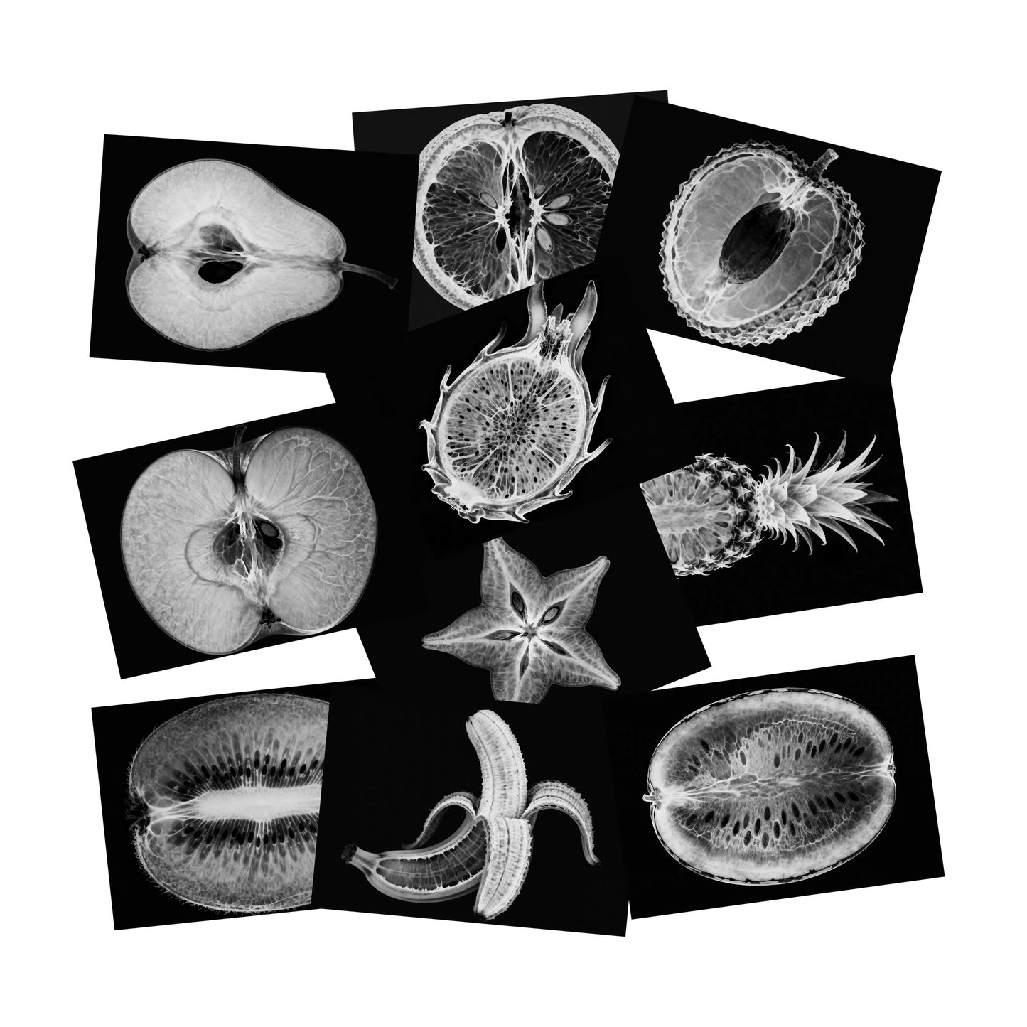 Educational Animal Human X Ray Images Animals Dinosaurs Insects  OR Anatomy Bone Picture Packs You Choose!