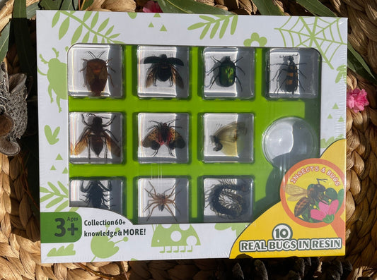 Insect Resin Epoxy Specimens 10 Bugs Spiders Scorpion Beetles Gift pack