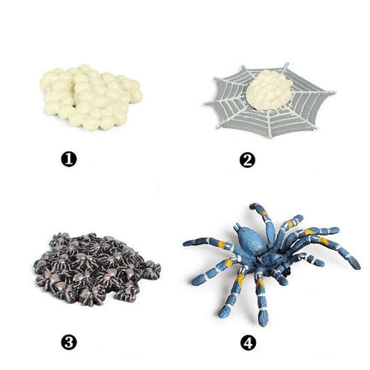 Animal Life Cycle Toy Spider