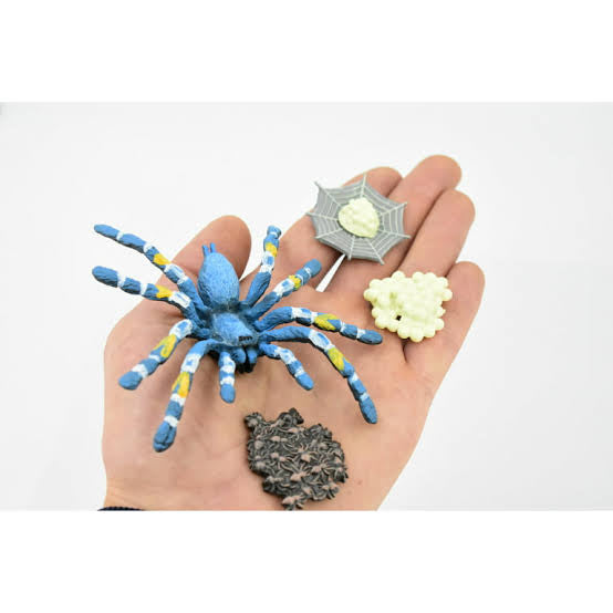 Animal Life Cycle Spider Toy