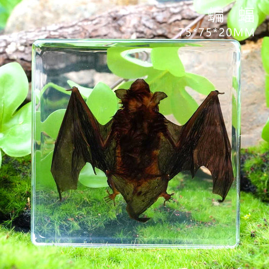 Real Bat Specimen Embedded in Resin Block