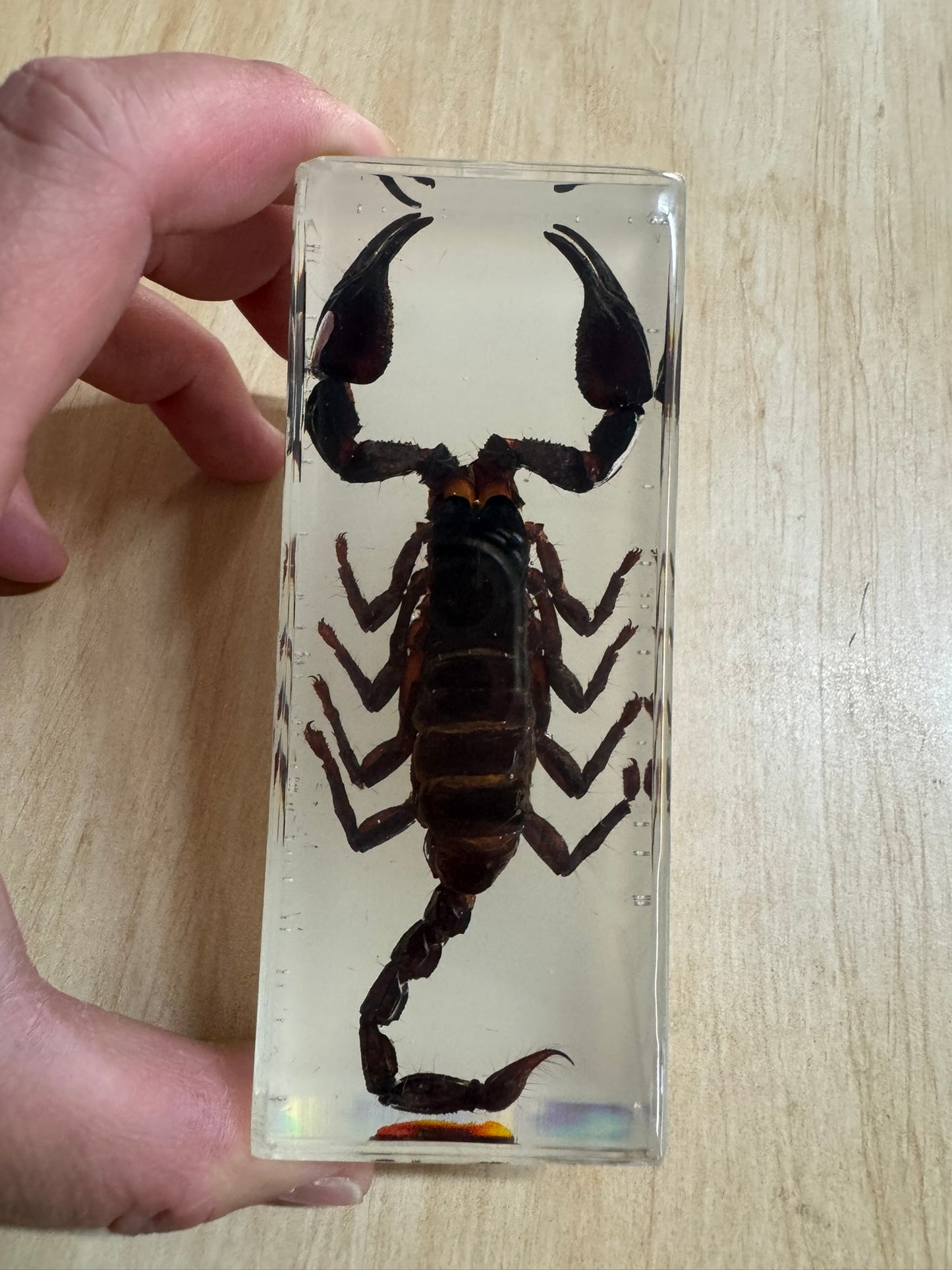 Jumbo Insect Animal Spider Scorpion Tarantula Beetle Butterfly Turtle Octopus Resin Epoxy Specimen Block