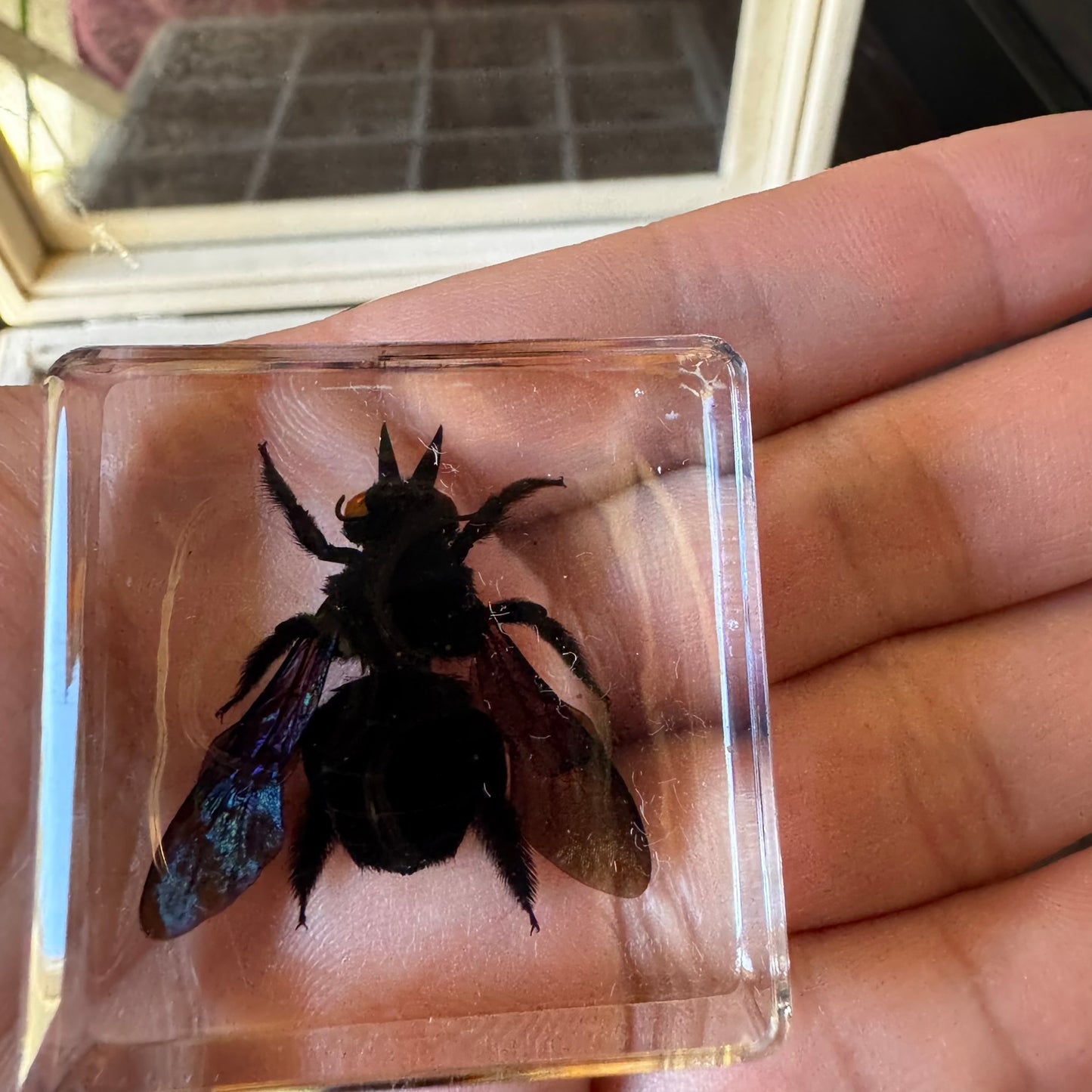 12 Real Bugs Insects Resin Blocks Animal Specimens Epoxy Butterfly Bee Spider Gift Set Collection Customize your 12! - HAPPY GUMNUT