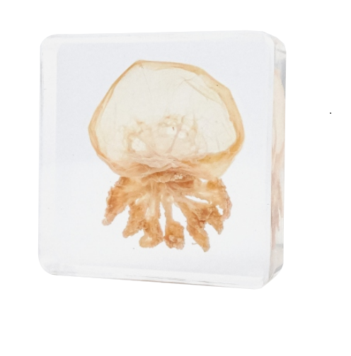Marine Animal Crab Turtle Octopus Resin Epoxy Specimen Block