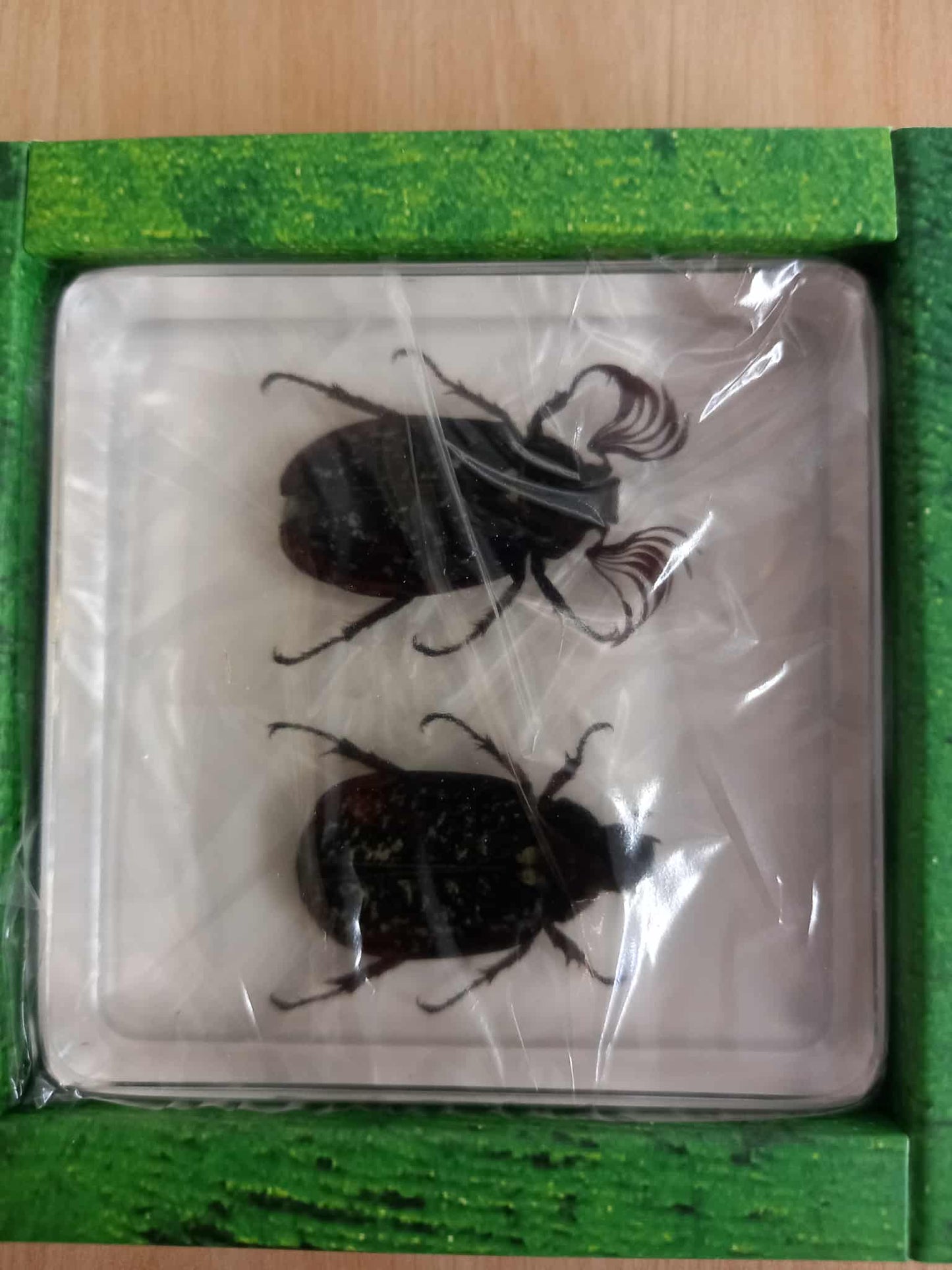 Crawling Animals Insects Bugs Resin Epoxy Blocks  Specimens Toy