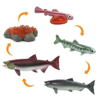 Salmon Fish Life Cycle Toy Animal Figurines for Kindergarten