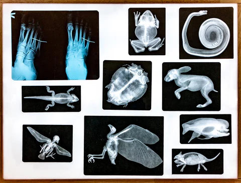 Educational Animal Human X Ray Images Animals OR Anatomy Bone Picture Packs You Choose!