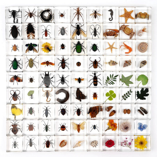 60 Real Animal Specimens in Resins Bundle with 5 display Boxes 60 Unique insect and animals.