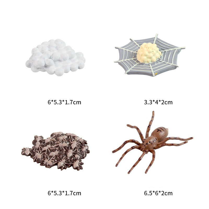 Animal Life Cycle Toy Spider