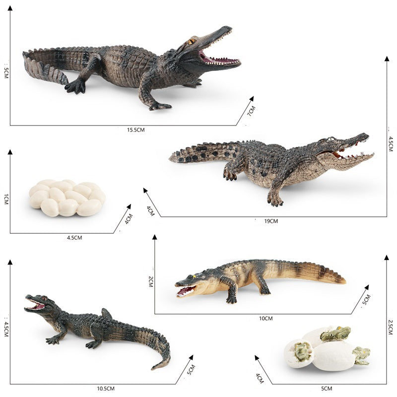 Crocodile Life Cycle Figurines Model Toy for Kindergarten