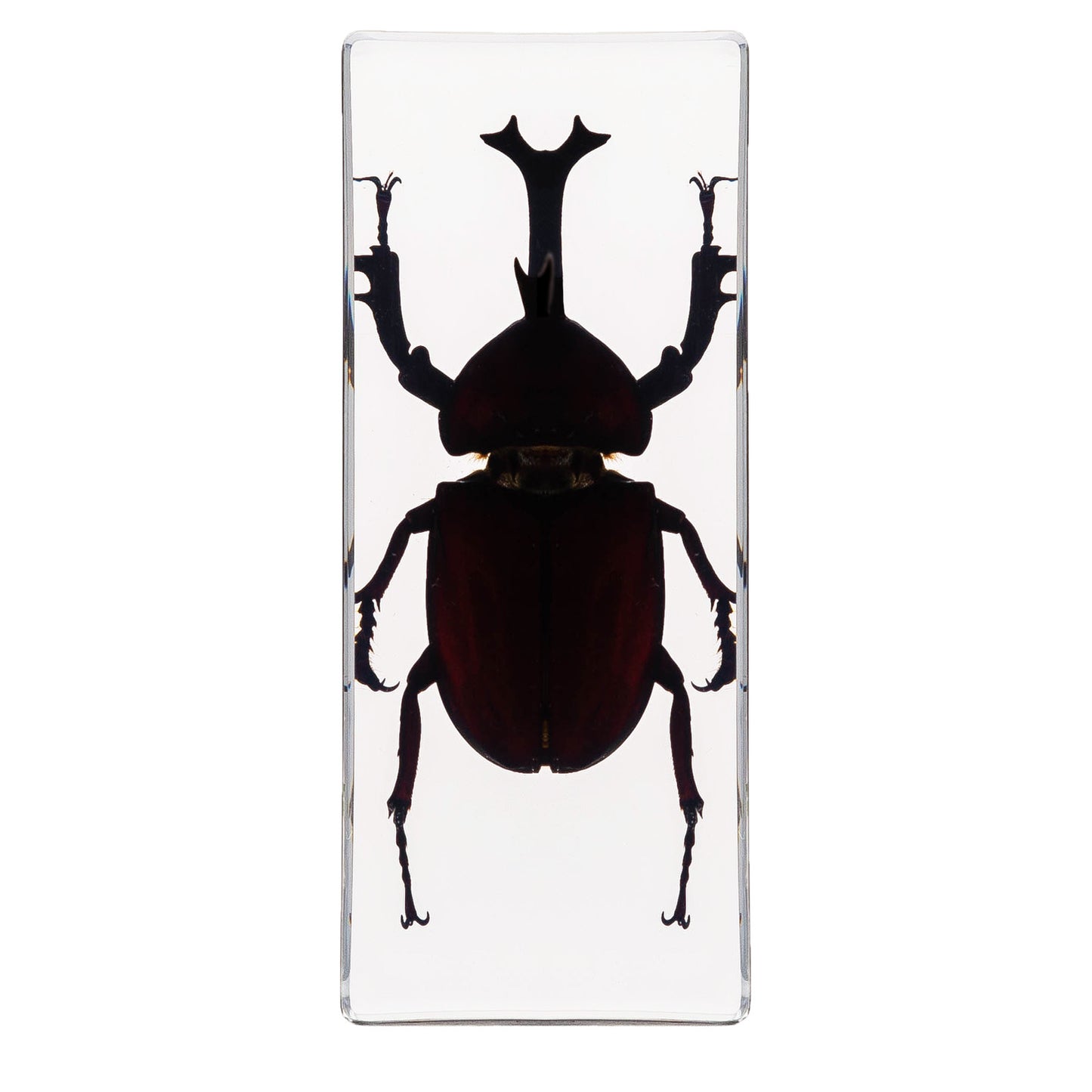 Crawling Animals Insects Bugs Resin Epoxy Blocks  Specimens Toy