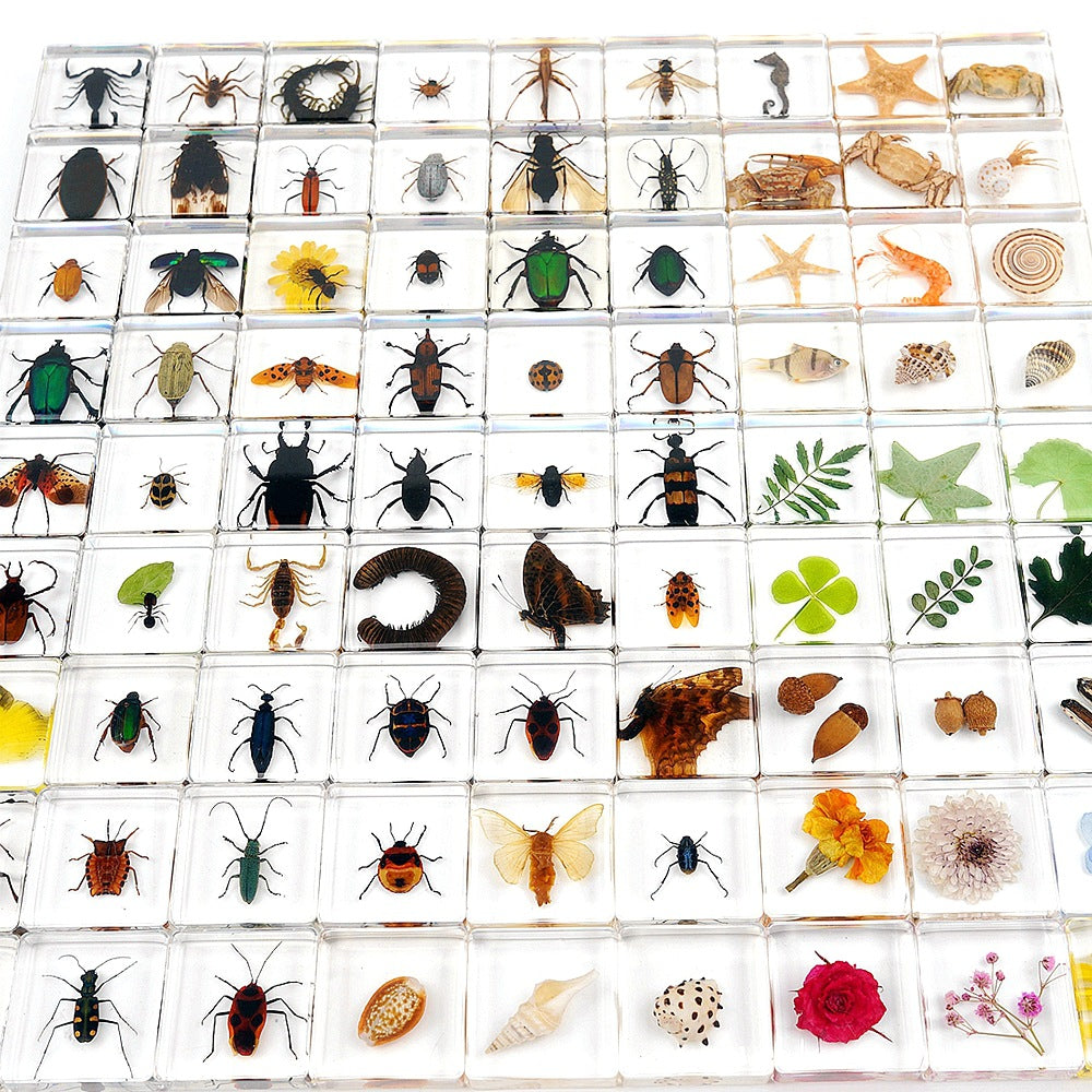 Animals Specimens Resin Blocks Bugs Butterfly Insect Fish Crab Specimens Toy - HAPPY GUMNUT