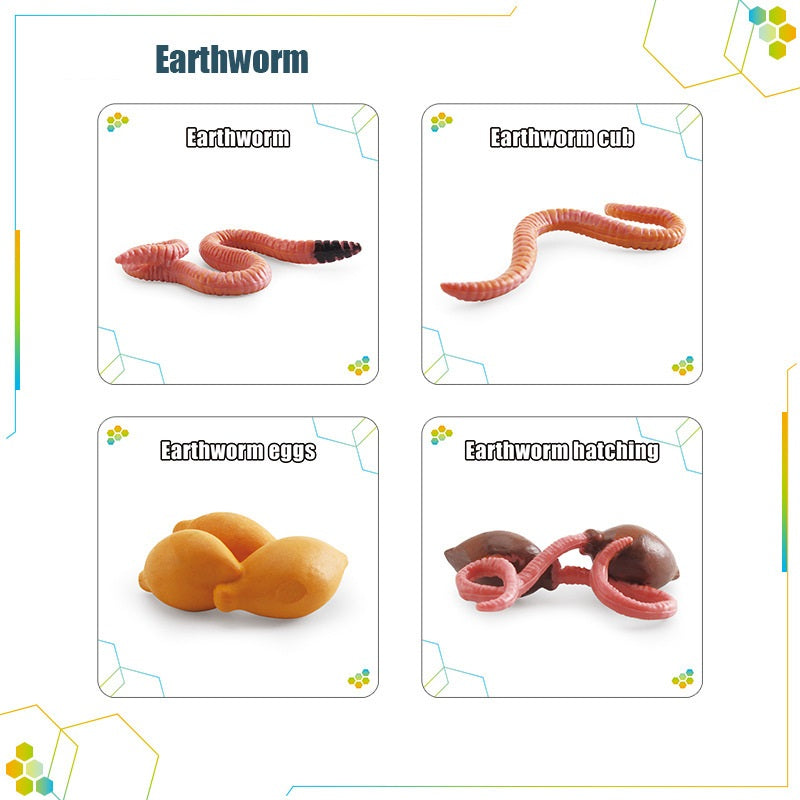 Animals Bugs insect Creatures LIFE CYCLE LEARNING CARDS