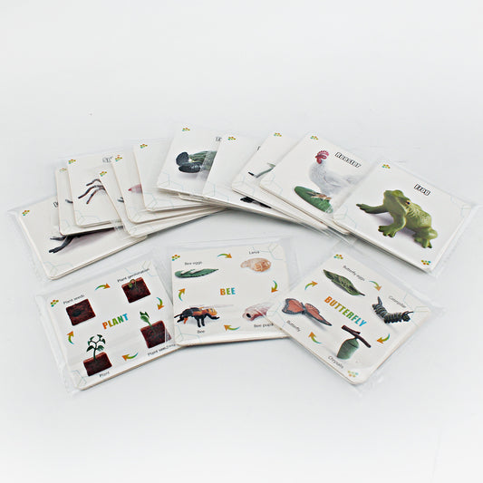 Animals Bugs insect Creatures LIFE CYCLE LEARNING CARDS