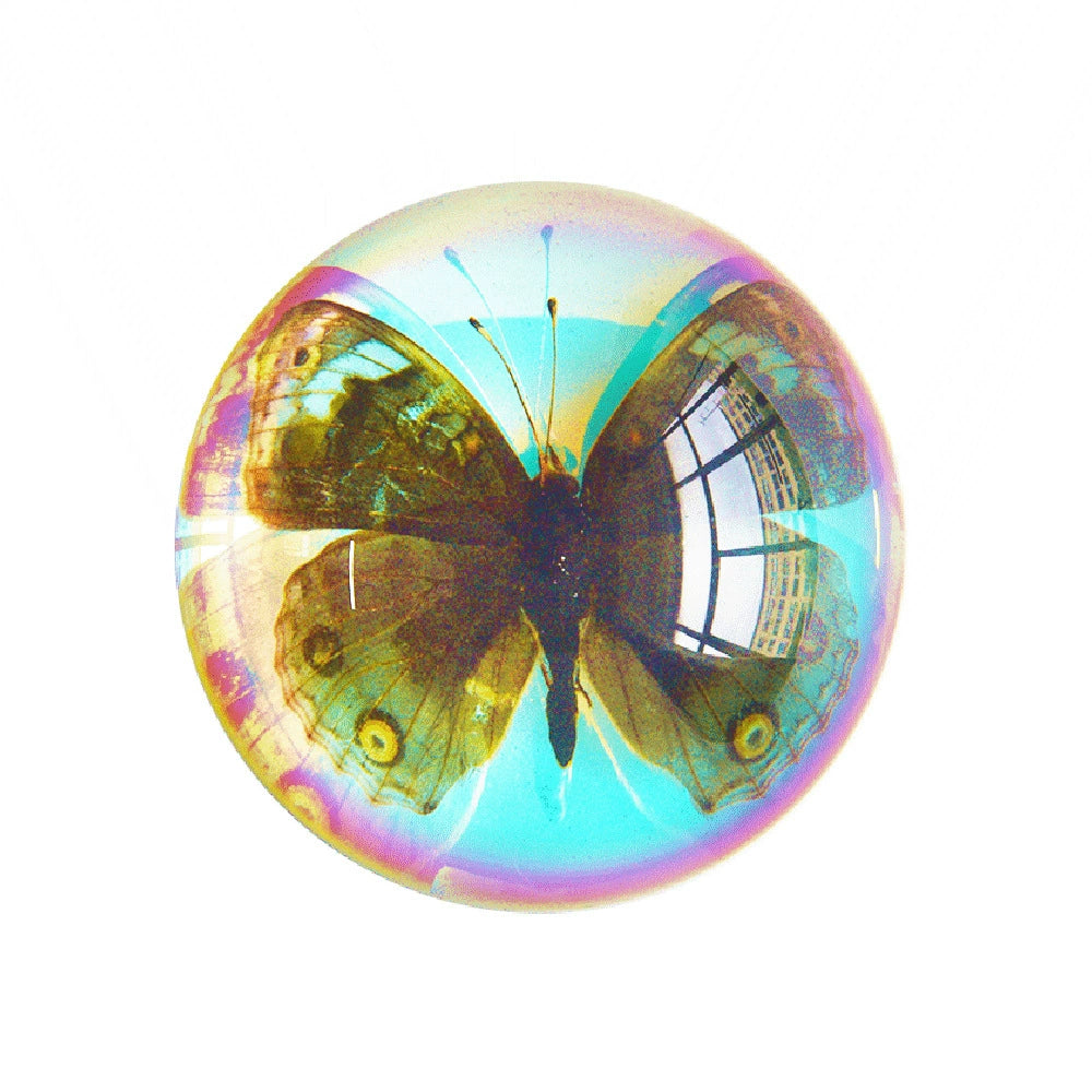 Butterfly Scorpion Spider Specimen Resin Hemisphere Domes Insects Bugs  Circular Blocks Science Toy