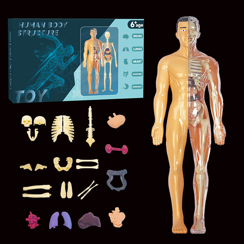 Human Anatomy Organs Toy Model STEM Various Styles