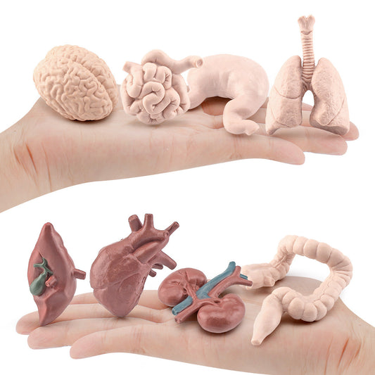 Body Organs Figurines Anatomical Realistic Brain Heart Lung Liver Model Toy for Kindergarten Life cycle