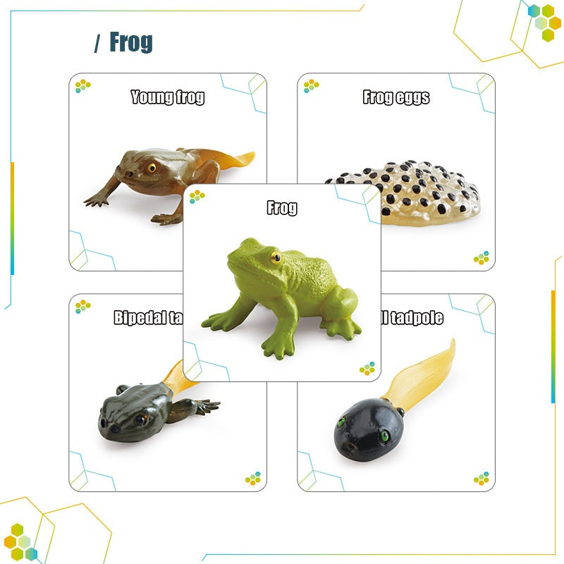 Animals Bugs insect Creatures LIFE CYCLE LEARNING CARDS