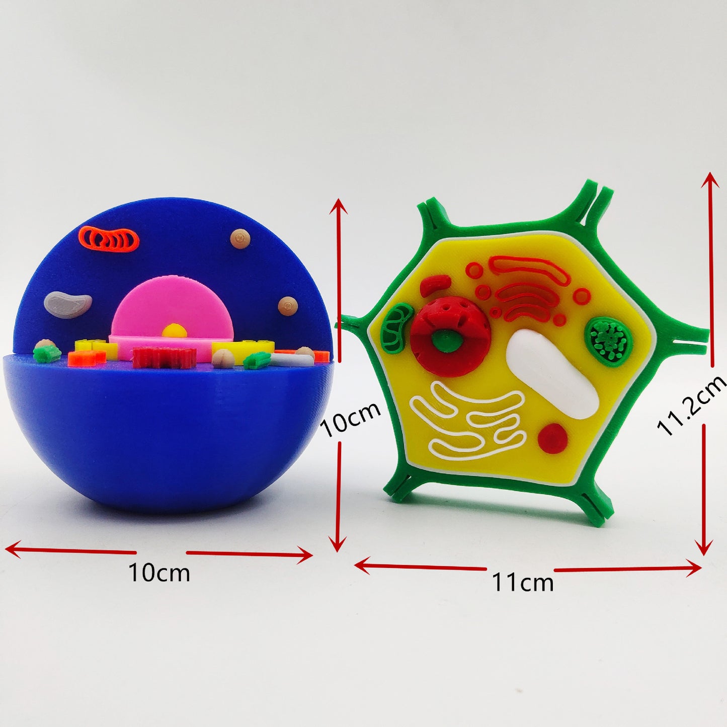 3D Print Animal Cell  and Plant Cell Models Kids STEM Educational Resources Toy