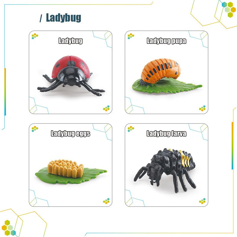 Animals Bugs insect Creatures LIFE CYCLE LEARNING CARDS