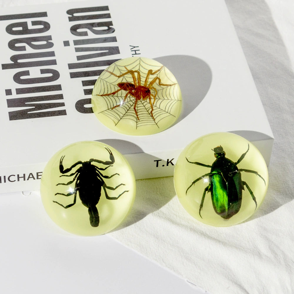 Butterfly Scorpion Spider Specimen Resin Hemisphere Domes Insects Bugs  Circular Blocks Science Toy