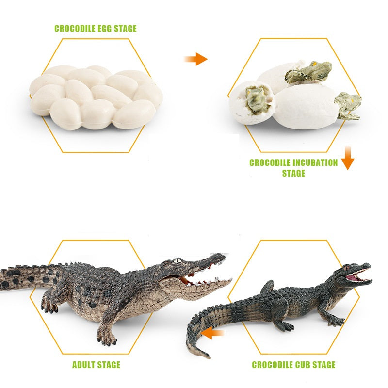 Crocodile Life Cycle Figurines Model Toy for Kindergarten