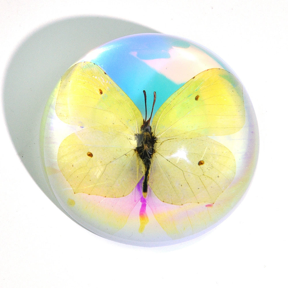 Butterfly Scorpion Spider Specimen Resin Hemisphere Domes Insects Bugs  Circular Blocks Science Toy