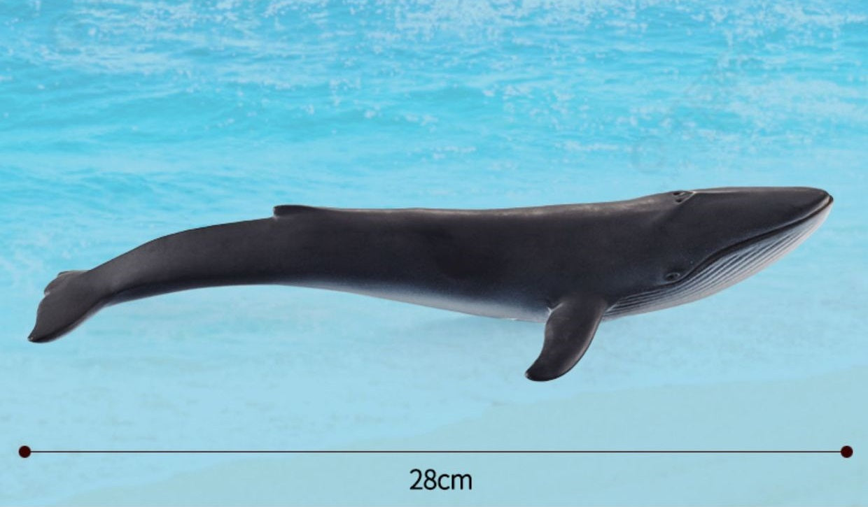 Large 12 Whales Animals Marine Ocean Mammals Big Model Figures