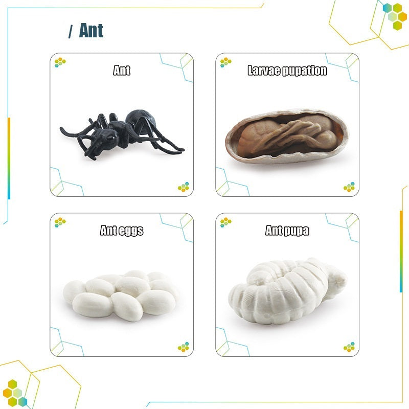 Animals Bugs insect Creatures LIFE CYCLE LEARNING CARDS